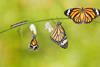 iStock-543844956-pensions-change-butterflies