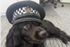 Sussex Police Force de-stress with wellbeing dogs