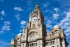 Liver-building