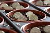 Cash-in-flower-pot