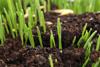 Grass-Growing-Thinkstock