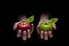 Red-green-apple-arda-savasciogullari-Shutterstock_220001764