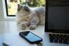 Employee files formal complaint against cat when working from home