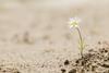 Resilient-daisy