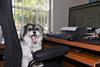 National Bring Your Dog to Work Day