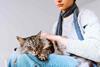 cat-shutterstock_2220253471