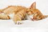 ginger tabby kitten sleeping on a fluffy blanket