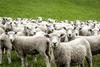 Sheep