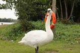 swan-shutterstock_2686832175