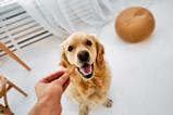 Dog 020525