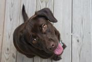 labrador shutterstock_557289802 05032026