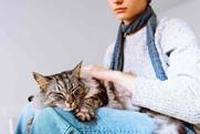 cat-shutterstock_2220253471