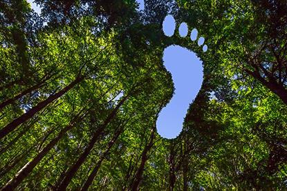 Footprint-hole-in-trees-J.M.-Image-Factory-shutterstock_1864249615