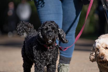 dog walker