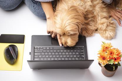 pet benefits