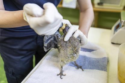 RSPCA wildlife centre - press office