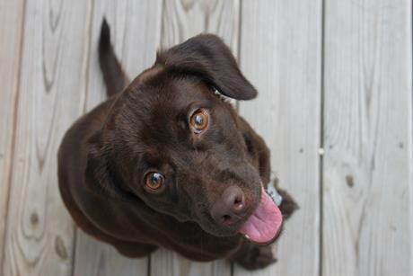 labrador shutterstock_557289802 05032026