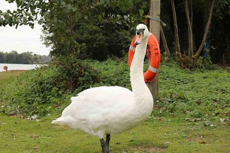 swan-shutterstock_2686832175