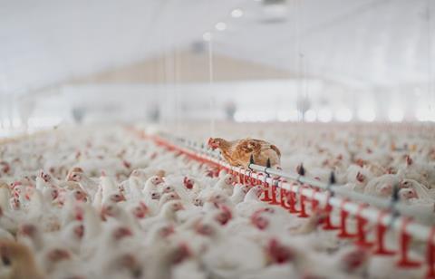 Chickens