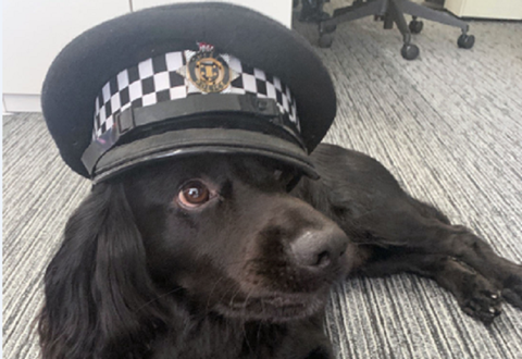 Sussex Police Force de-stress with wellbeing dogs