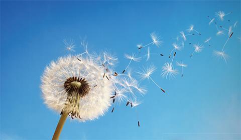 wish