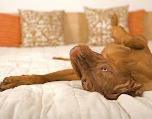 Dog hotel holiday-SFTW-2015