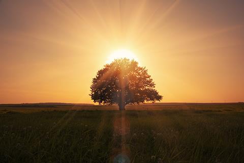 Ray of sunshine 132413567