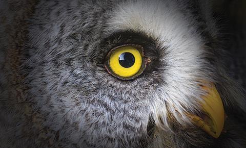 Owl