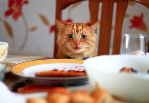 Cat Cafe