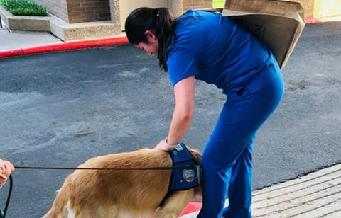  Dog appointed as chief comfort officer to support wellbeing of front-line staff