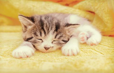 iStock 506667541 Remain kitten