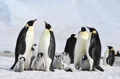 penguins