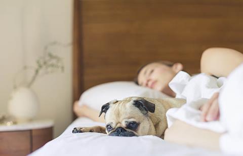 Cute dog