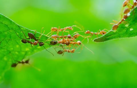 Ants, employee stakeholders