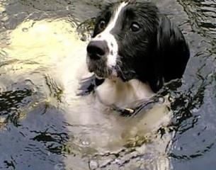 ArrowfieldVeterinaryPractice-2014