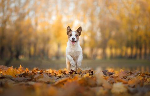 Lakeview Manor on the hunt for canine testers to assess lodging experience