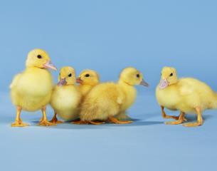 Ducklings-Thinkstock