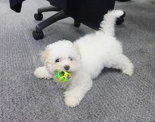 Dogs-at-work-2015