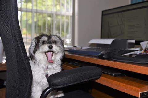 National Bring Your Dog to Work Day