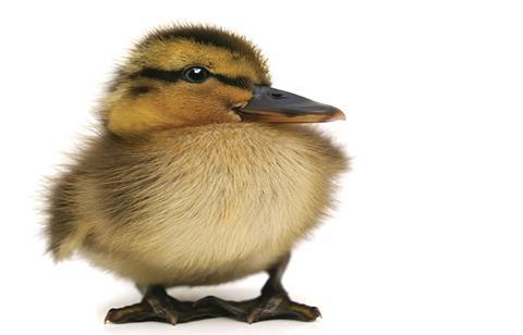 Duck