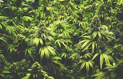 Cannabis
