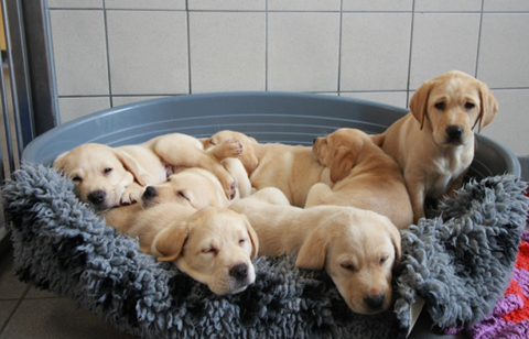 puppy pal