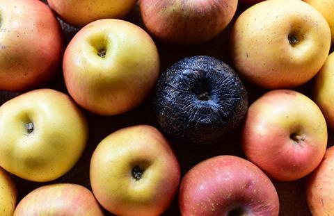 Rotten apple shutterstock 592608710