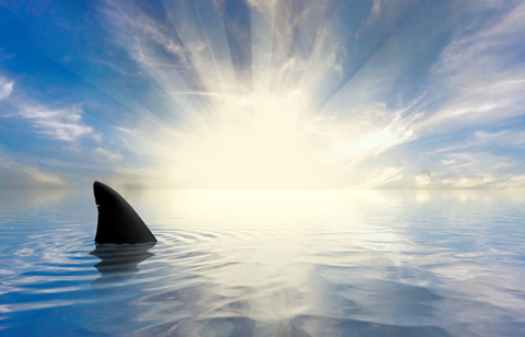 USDirect seeks binge watcher to review Shark Week 2020