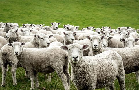 Sheep