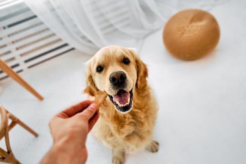 Dog 020525